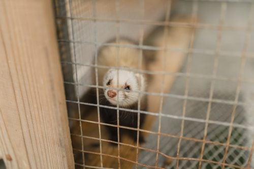 scientist-clone-ferret